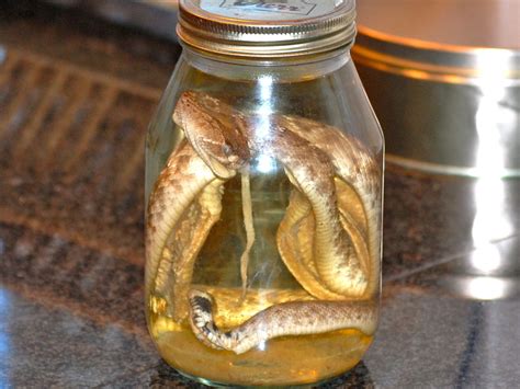 Snake tequila. Things To Know About Snake tequila. 